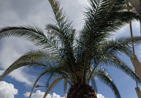 Cima Mughera e Punta Larici - Senter de Le Greste - foto 21