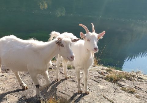 Diga del Gleno - foto 19
