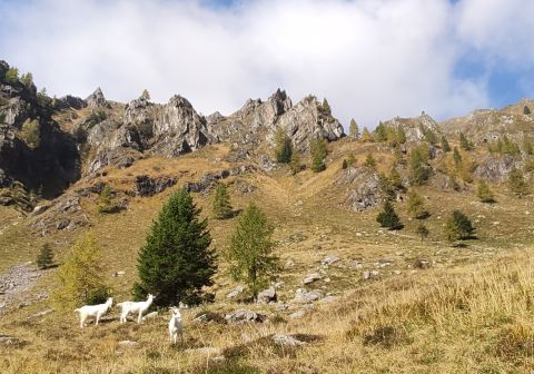 Diga del Gleno - foto 18
