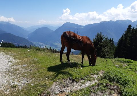 Laghi di Valbona e cresta del Monte Cengledino - foto 21