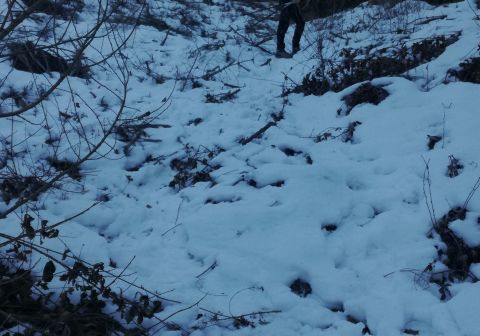 Monte Guglielmo da Zone (Bosco degli gnomi)_0