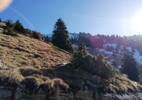 Monte Guglielmo da Zone (Bosco degli gnomi)_7