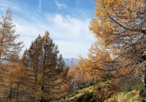 Monte Legnone - foto 32