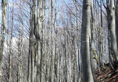 Monte Sillara - foto 27
