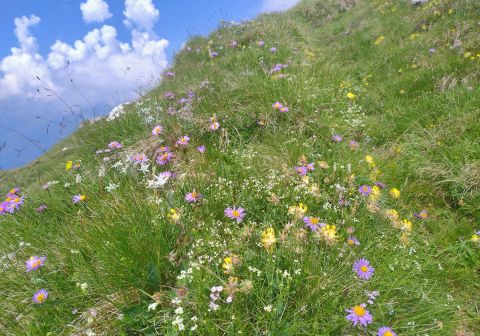 Passo del Frate e Cima Uccia - foto 9