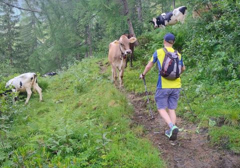 Passo del Frate e Cima Uccia - foto 2
