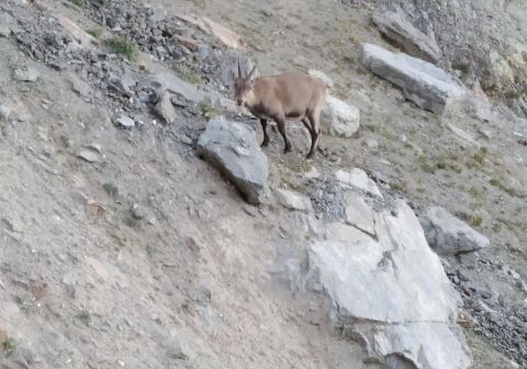 Piccolo Monte Bianco - foto 5