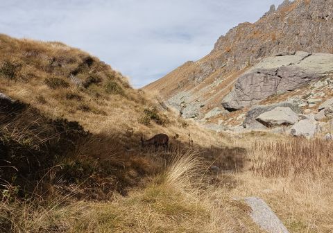Pizzo del Becco - foto 9