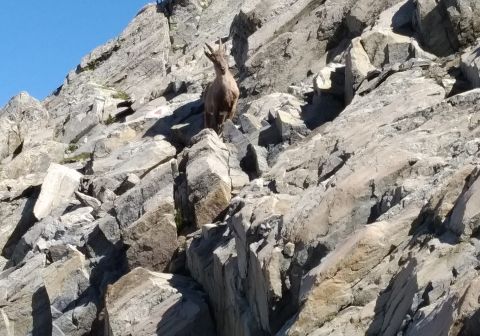 Pizzo del Diavolo di Tenda - foto 10