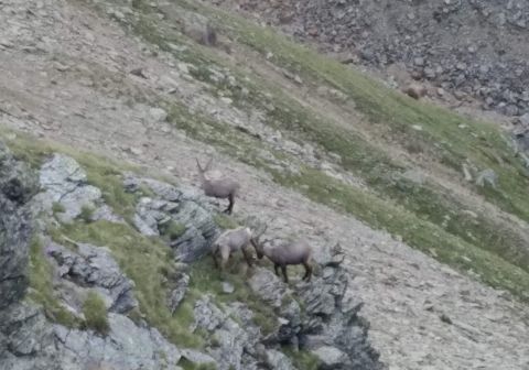 Punta di Ercavallo - foto 12