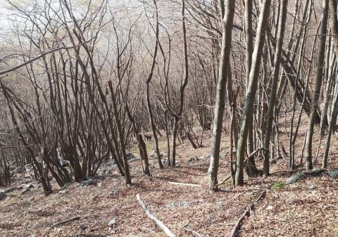 Resegone - Sentiero delle Creste - foto 3