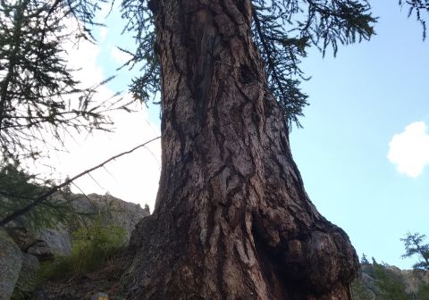 Rifugio Emilio Questa - foto 10