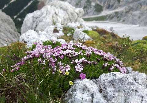Rifugio Passo Santner - foto 15