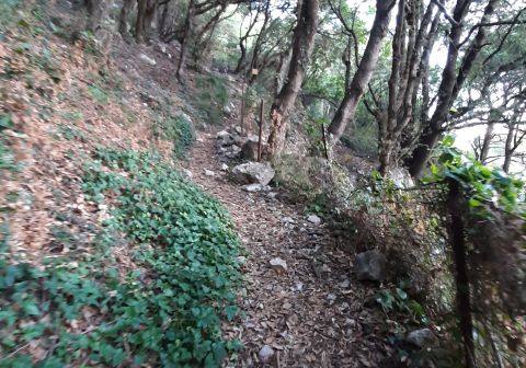 Il sentiero nel bosco di lecci