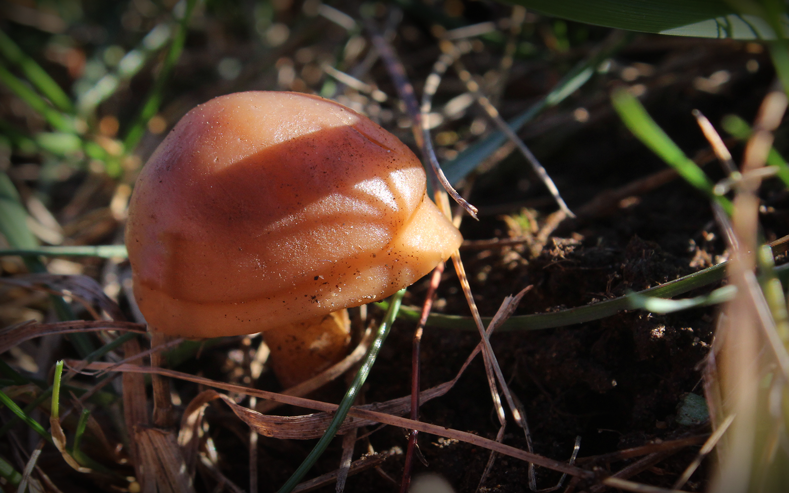 close mushroom