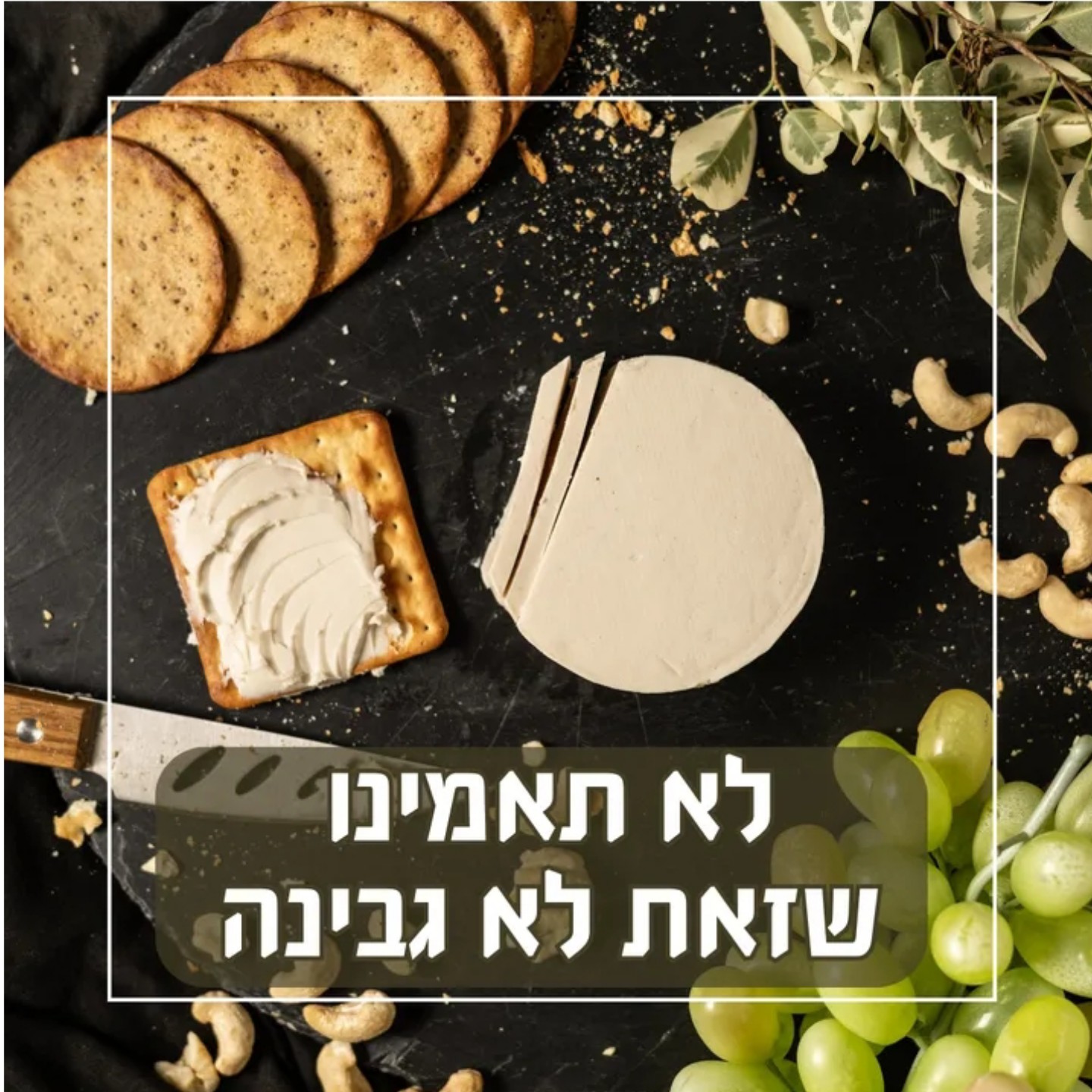 שיווק גבינות אגוזים פרוביוטיות למסעדות ומעדניות