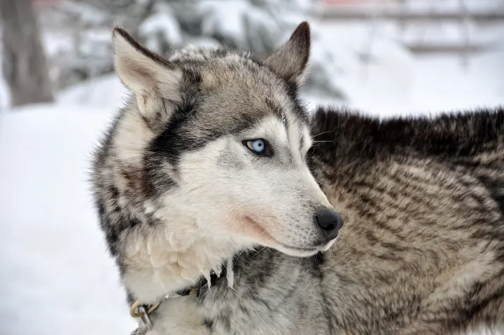 403 portrait of a husky dog in the outdoors in P6 QVWGW