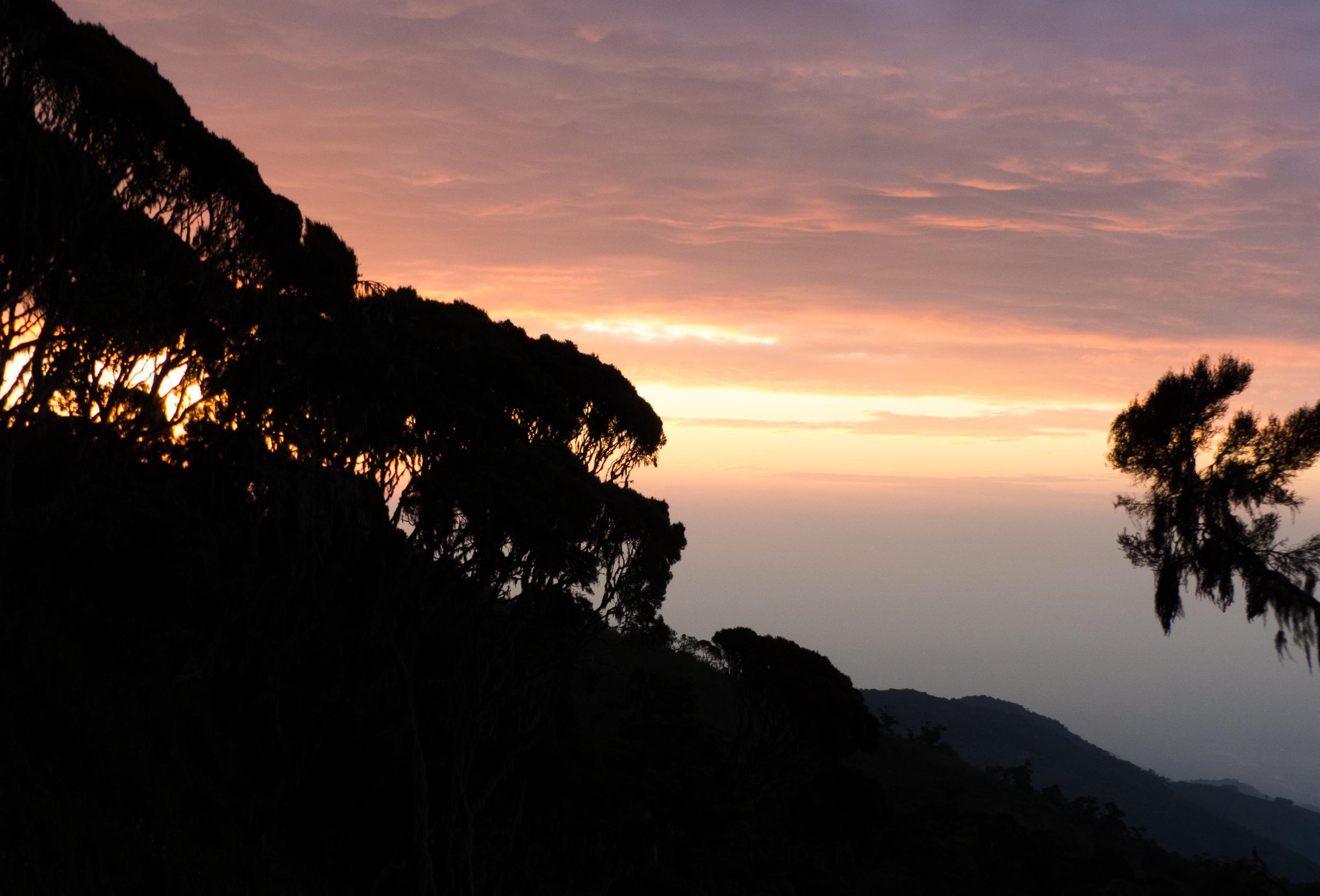 Rwenzori (short)