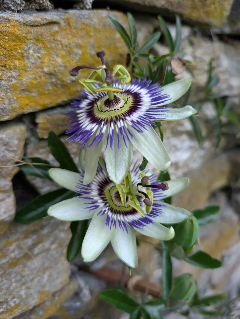 Private backyard with mountain view