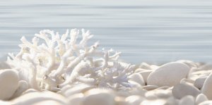 DWU09DLM624 Del Mare декор 24.9*50, Alma Ceramica белый, голубой купить СПб