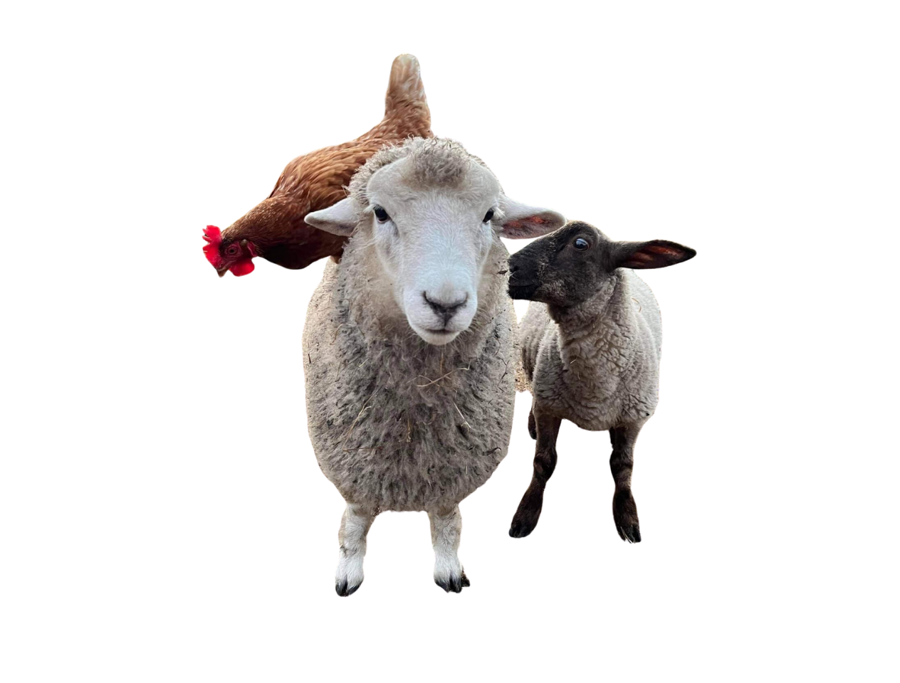 abby sheep sanctuary