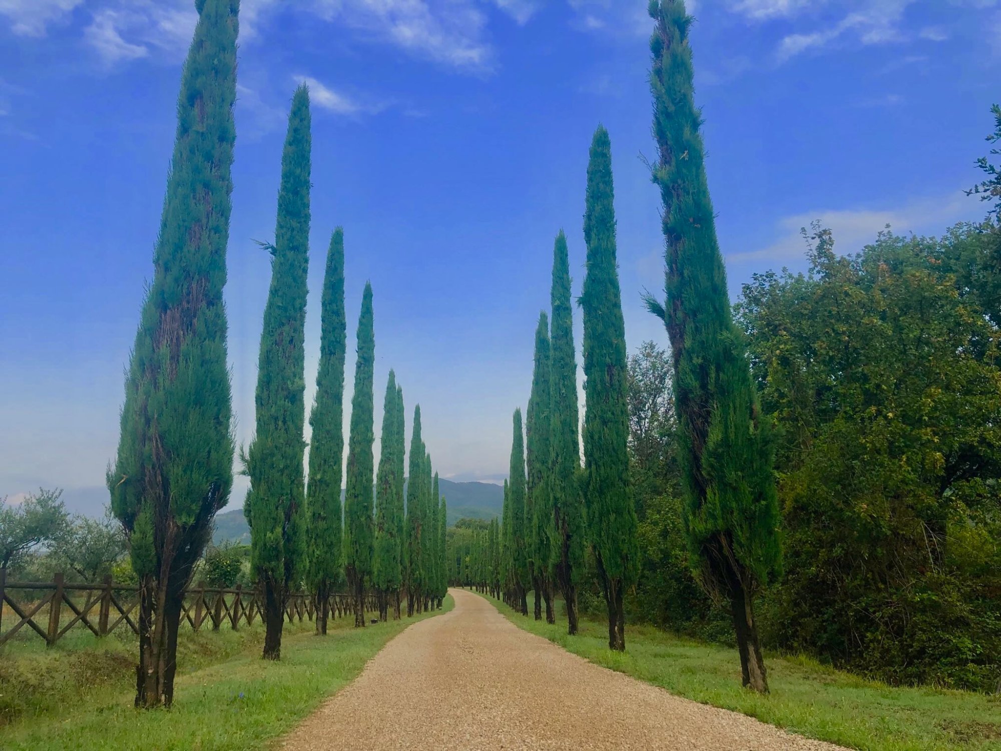 Casa Portagioia cypress-lined entrance drive