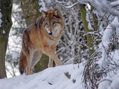 Свердловские власти объявили войну волкам и лисам