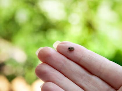 Больше 21 тысячи свердловчан покусали клещи с начала сезона