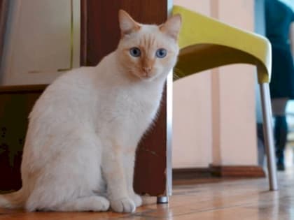 Карантин по бешенству объявили в районе Челябинска