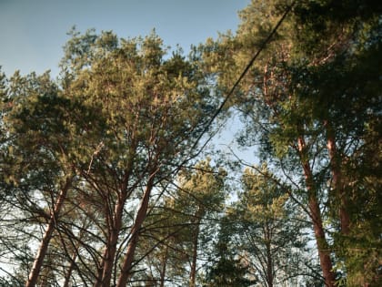 С начала сезона клещи покусали 25 взрослых качканарцев и 6 детей