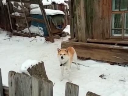 Карантин по бешенству животных введён в одном из районов Полевского