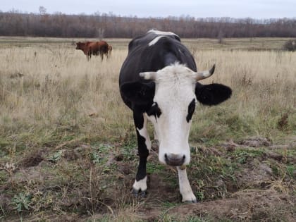 За устроившую ДТП в Асбесте корову ее хозяин выплатит водителю 600 тысяч