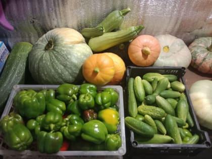 «Дачные ожоги»! Как не обгореть, просушивая погреба для хранения урожая? Советы свердловской Медицины катастроф