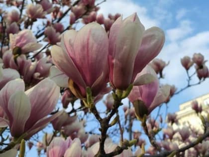 Синоптик назвал дату прекращения заморозков в Свердловской области