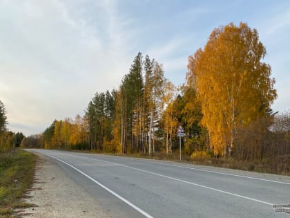 Число ДТП с участием диких животных на Среднем Урале увеличилось