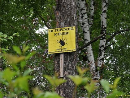 На Среднем Урале с начала сезона более 22 тысяч жителей пострадали от клещей