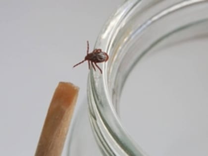 Более 6500 свердловчан пострадали от клещей с начала сезона