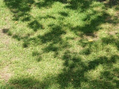 Теплая и сухая неделя ожидается в Свердловской области