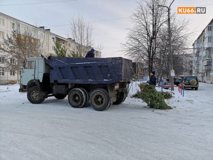 Каменцы настолько разленились, что выносят новогодние елки к подъездам, втыкают их в сугробы и уходят, как так и надо. А убирать дворникам
