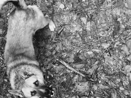 Жители одного из районов в Екатеринбурге жалуются на женщину с агрессивной собакой