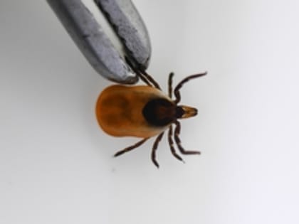 Более 800 свердловчан пострадали от укусов клещей с начала 2023 года