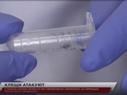 С начала сезона около 10 000 свердловчан обратились за помощью после укуса кровососа