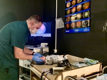 Новый метод спасения от слепоты недоношенных малышей первыми в УрФО применили свердловские врачи