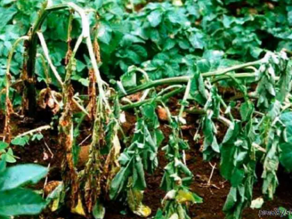 Управление Россельхознадзора по Свердловской области напоминает