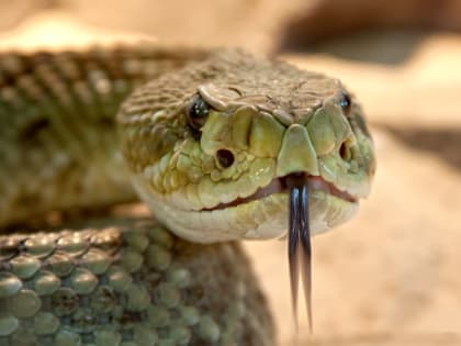Эксперт рассказала, чего нельзя делать после укуса змеи
