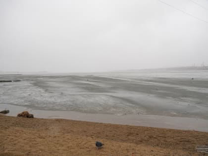 Спасатели вернули к жизни собаку, провалившуюся под лёд Нижнетагильского пруда