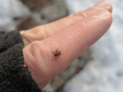 Зарегистрирован первый укус. В&nbsp;Свердловской области начался сезон клещей