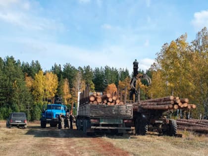 Под Каменском-Уральским незаконно вырублено 230 кв. м. леса. Ущерб составил 6,9 млн руб