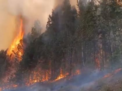 Площадь лесных пожаров в ХМАО достигла 57 тыс. га