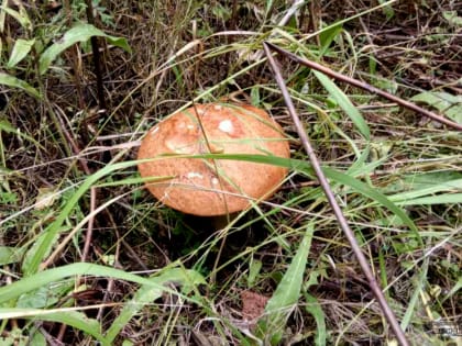 Чем опасен микродозинг: медики в Екатеринбурге рассказали правду о мухоморах